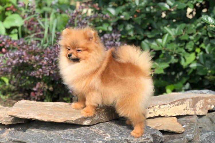 Marcher - Prendre soin de la Poméranie