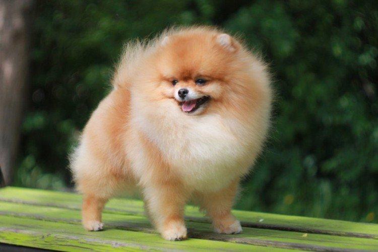 Éducation et formation - Pomeranian Grooming