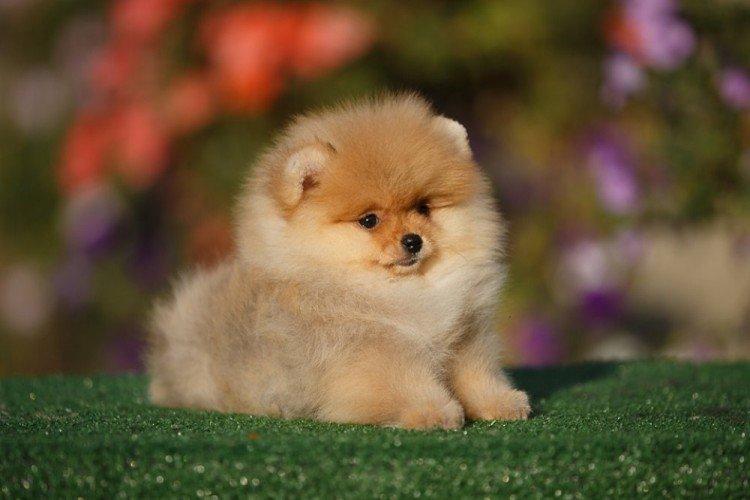 Santé et maladie de la race - Poméranie