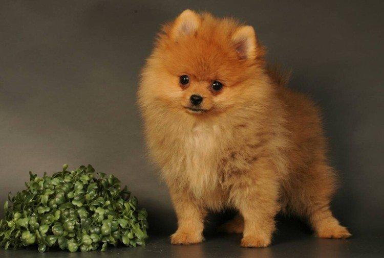 Combien coûte un poméranien