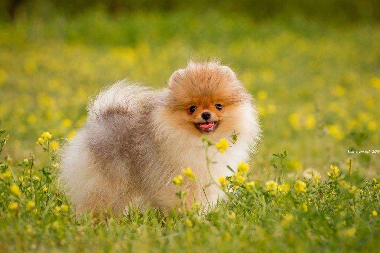 Photo de spitz de Poméranie