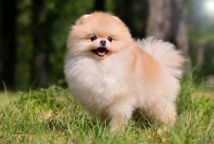 Photo de spitz de Poméranie