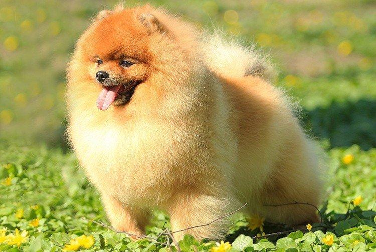 Photo de spitz de Poméranie