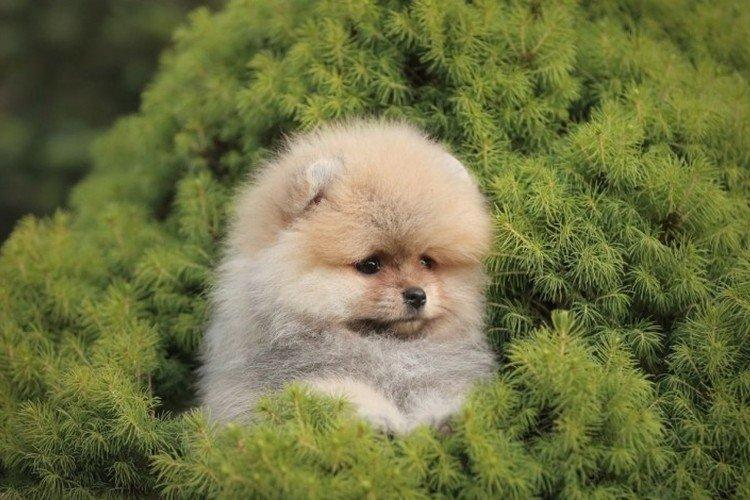 Photo de spitz de Poméranie