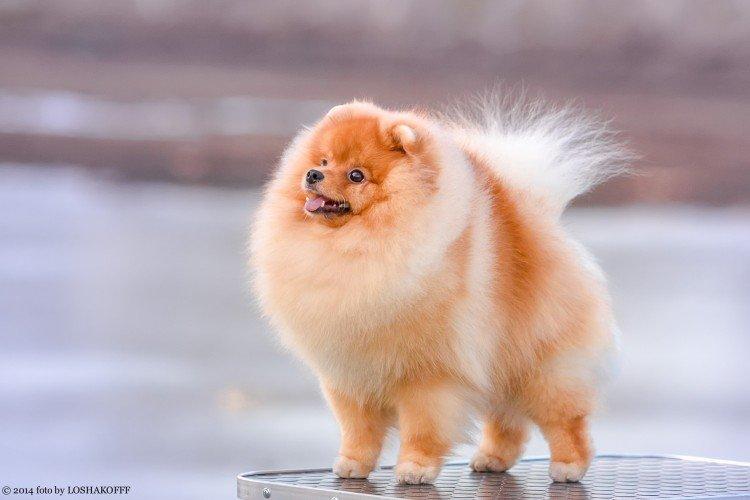 Photo de spitz de Poméranie