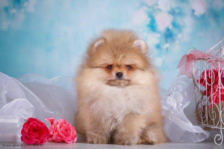 Photo de spitz de Poméranie