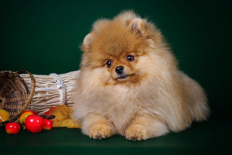 Photo de spitz de Poméranie