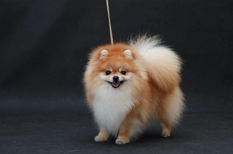 Photo de spitz de Poméranie