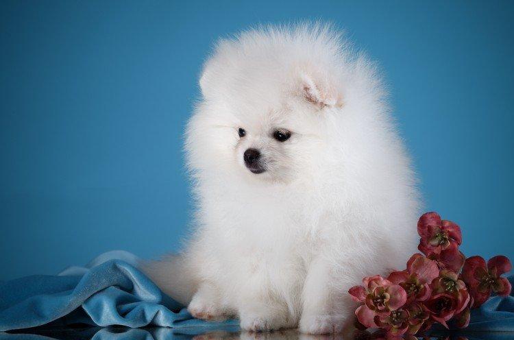 Photo de spitz de Poméranie