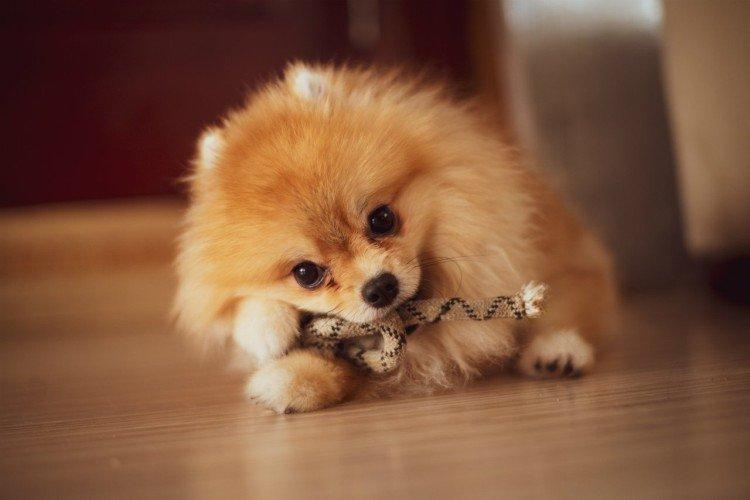 Photo de spitz de Poméranie