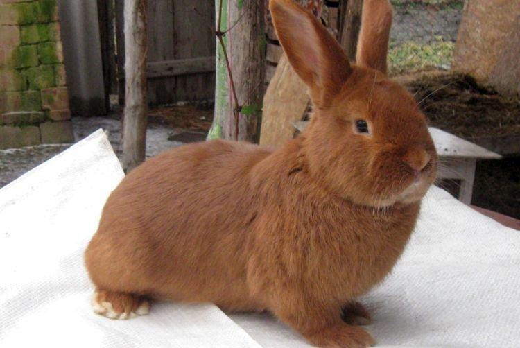 Nouvelle-Zélande - Races à viande de lapin