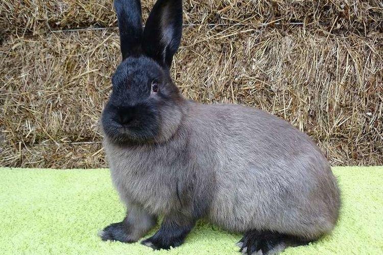 Marder soviétique - Races de lapins à fourrure