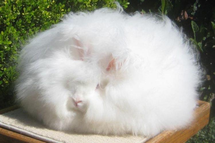 Angora - Races de lapins duveteux