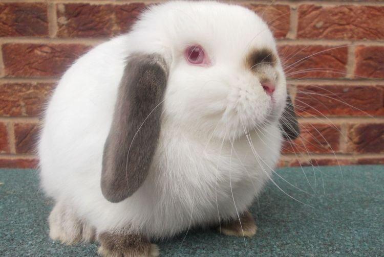 Himalayan - Races décoratives de lapins