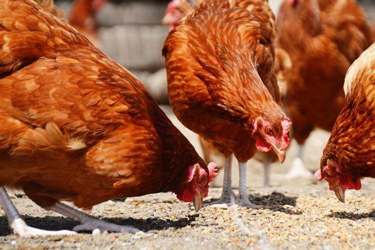 Tetra - Races de poules pondeuses