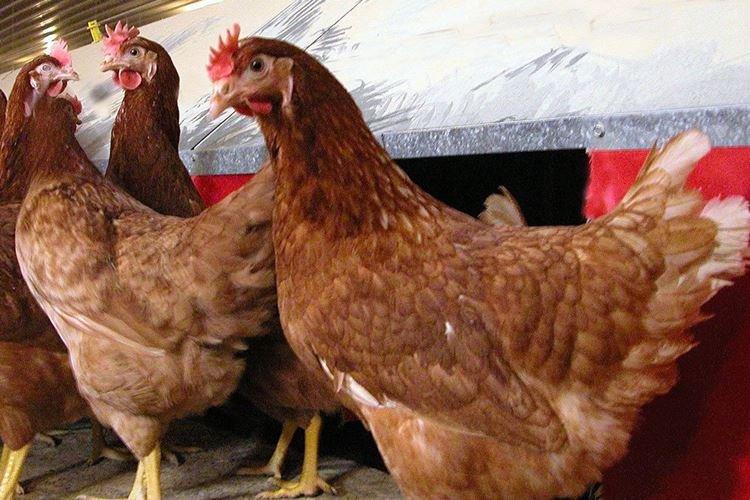 Hisex - Races de poules pondeuses