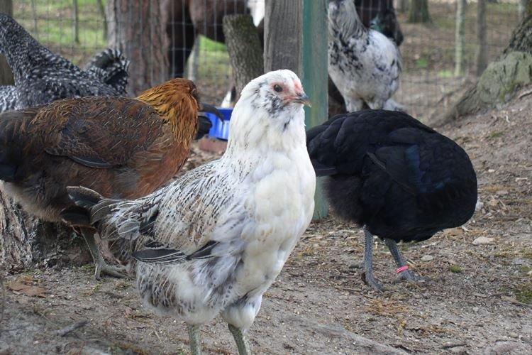 Ameraucana - Races de poules pondeuses