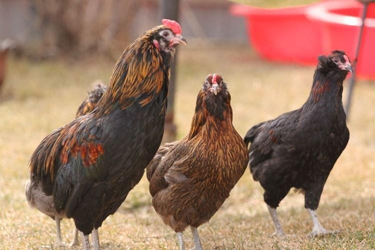 Araucana - Races de poules pondeuses