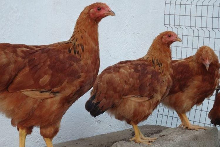 New Hampshire - Races de poules pondeuses