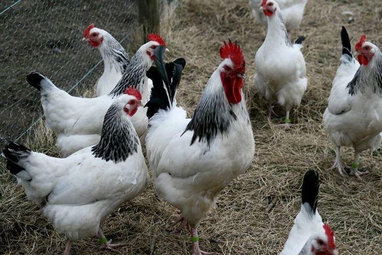 Adler silver - Races de poules pondeuses