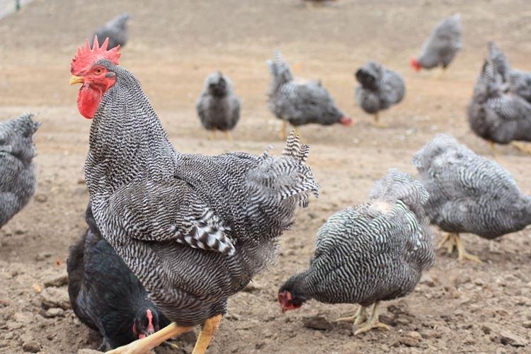 Dominante - Races de poules pondeuses