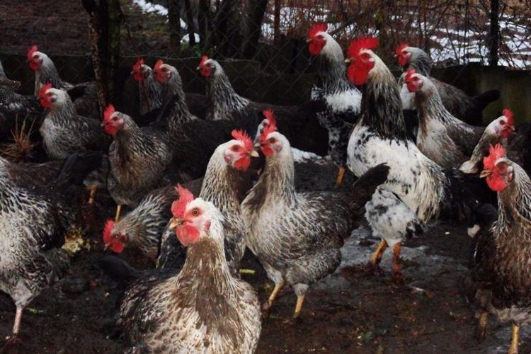 Kotlyarevskaya - Races de poules pondeuses