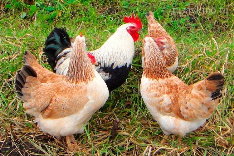 Saumon de Zagorsk - Races de poules pondeuses