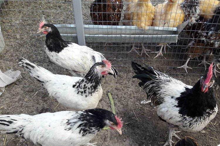 Lakenfelder - Races de poules pondeuses