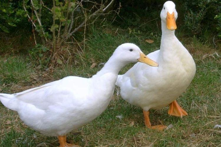 Star 53 - Races à viande de canards