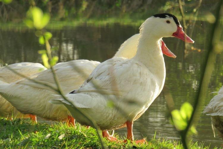 Mulard - Races à viande de canards