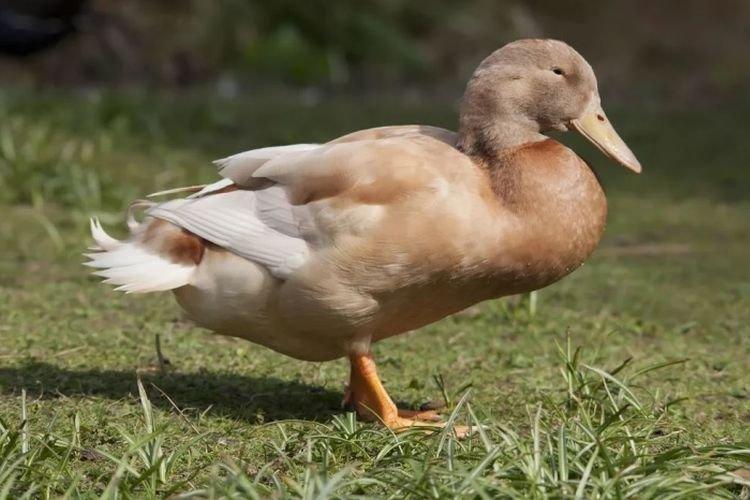 Orpington - Races de canard à la viande et aux œufs