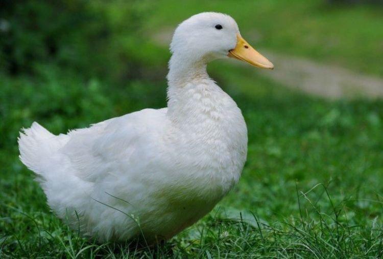 Agidel - Races de viande et d'œufs de canards