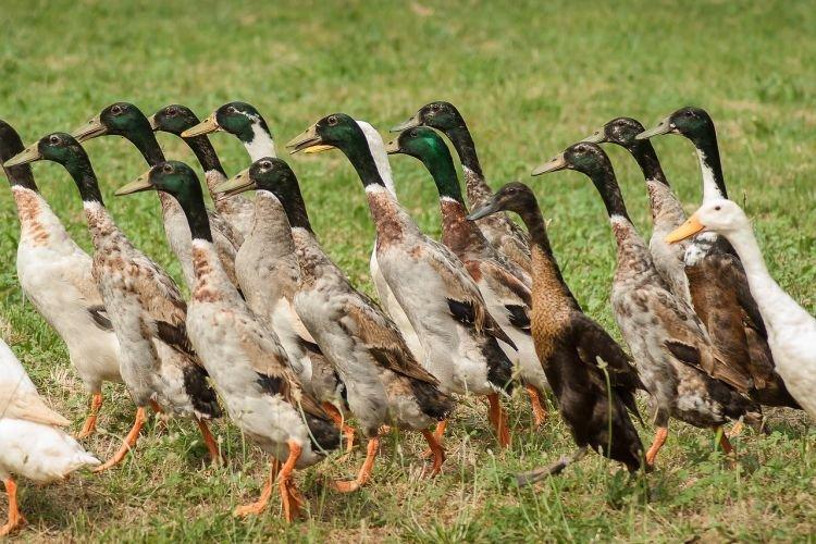 Indian Runner - Races de canard à la viande et aux œufs