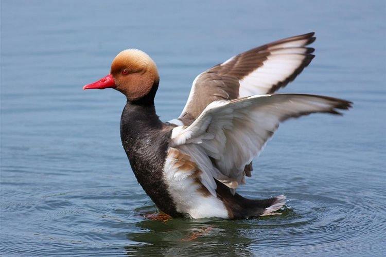 Canard à nez rouge - Races de canards d'ornement