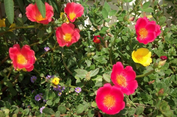 Flamenco - Types de Pourpier