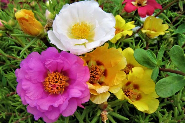 Sanglo - Types de pourpier