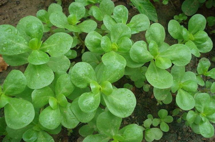 Paradox - Types de Pourpier