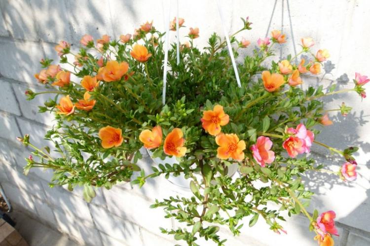 Pourpier Ampel - Types de pourpier