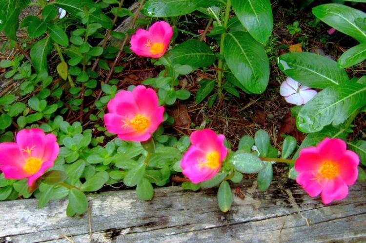 Éclairage - Entretien du pourpier