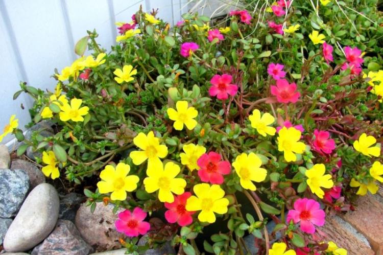 Plantation et sélection - Pourpier