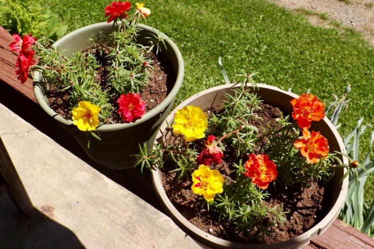 Lutte contre les parasites et les maladies - Pourpier