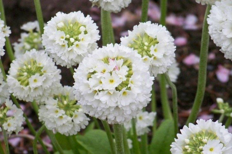 Primevère à petites dents - types de primevère