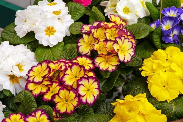 Primula - photo