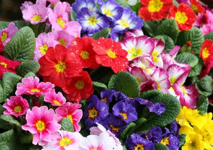 Primula - photo