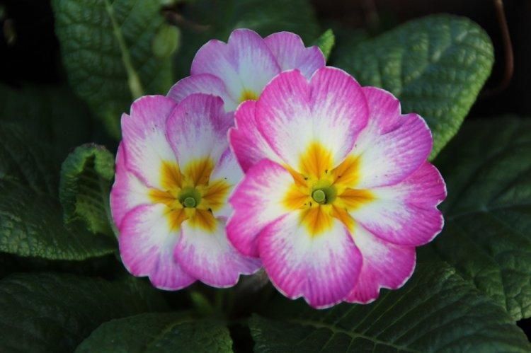Primula - photo