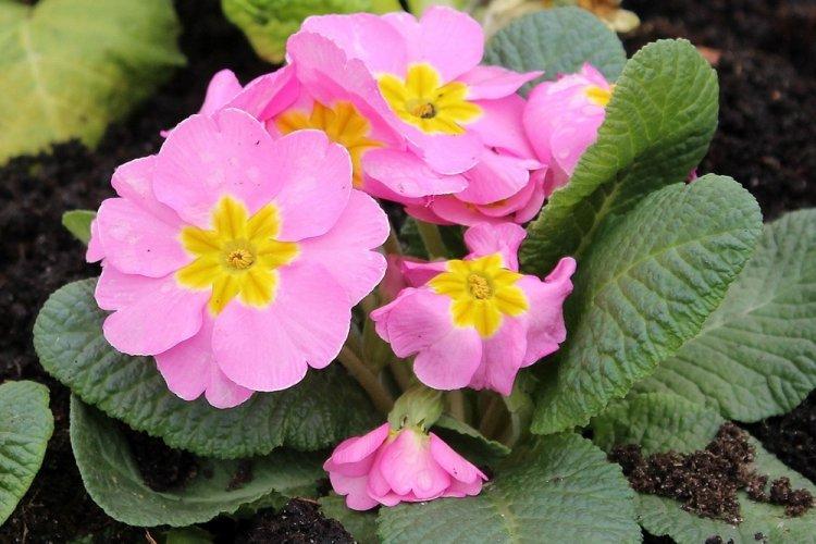 Primula - photo