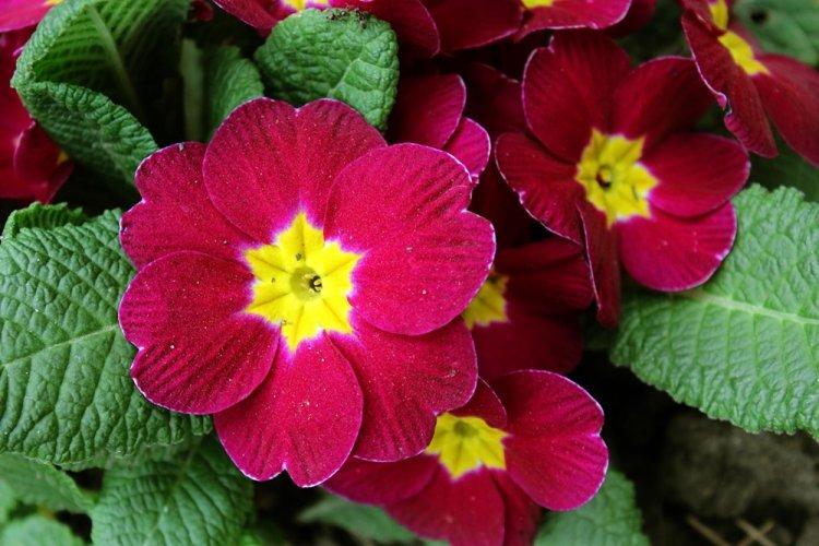 Primula - photo