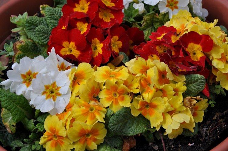 Primula - photo