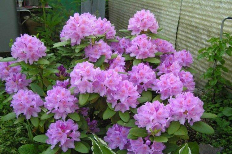 Katevin Rhododendron - Espèce de Rhododendron