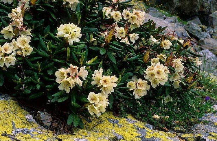 Rhododendron du Caucase - Espèce de Rhododendron